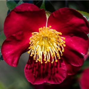 Camellia x vernalis 'Yuletide' 3L